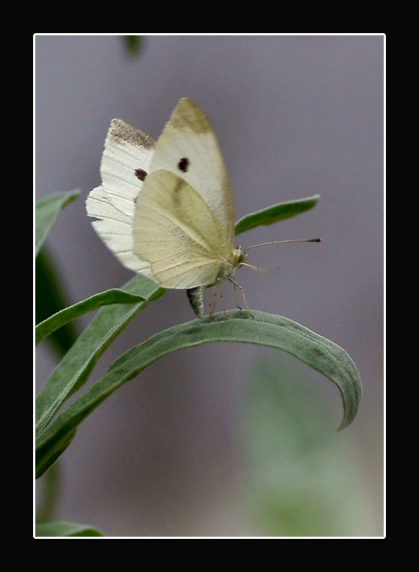 Farfalla saltellante.