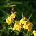 Farfalla - Schmetterlinge