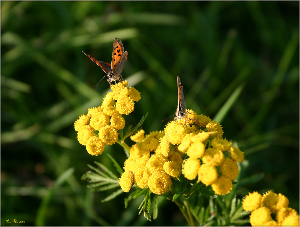 Farfalla - Schmetterlinge
