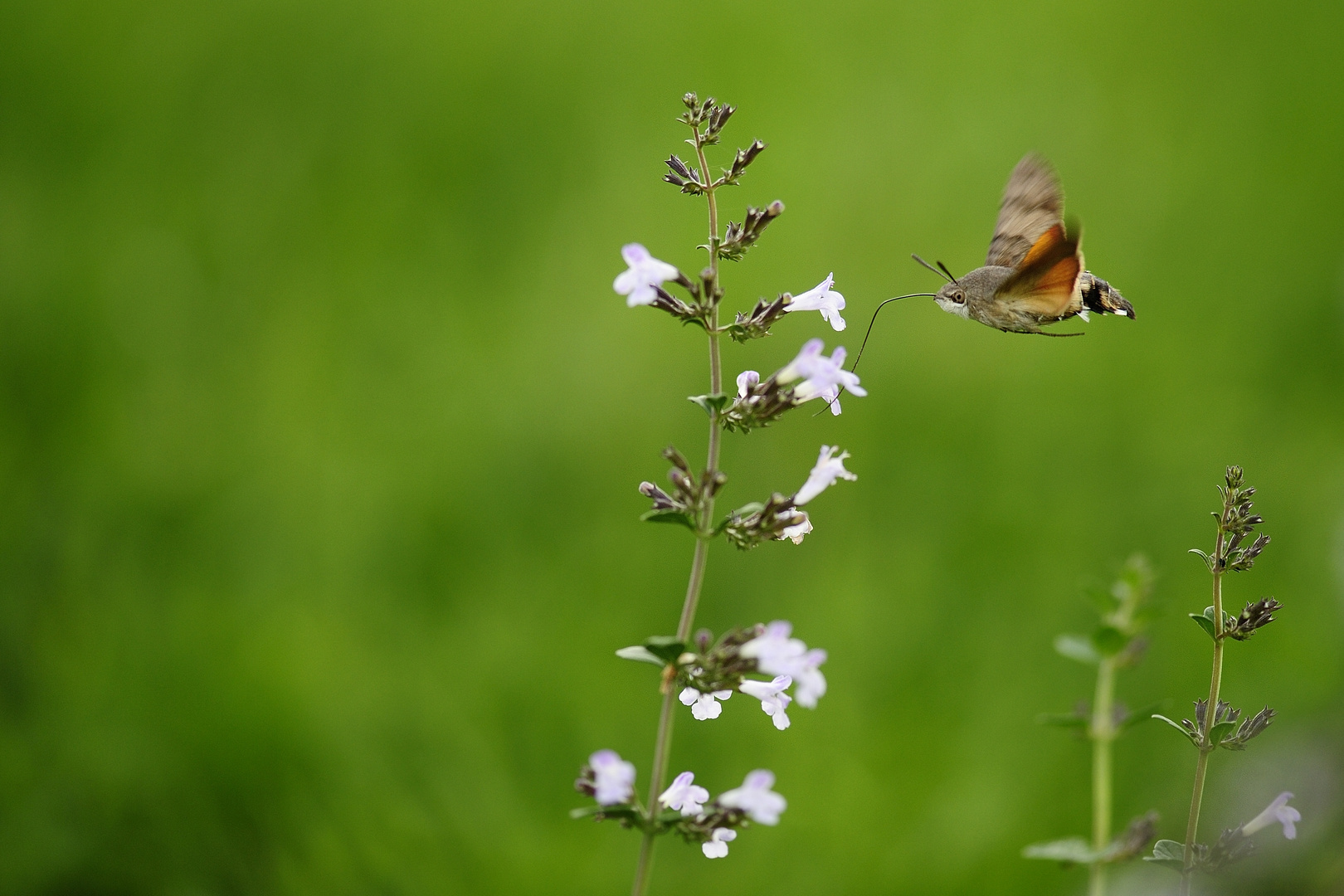 Farfalla Sfinge (macroglossum Stellatarum)