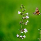 Farfalla Sfinge (macroglossum Stellatarum)