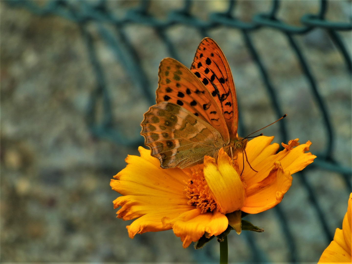 farfalla su fiore