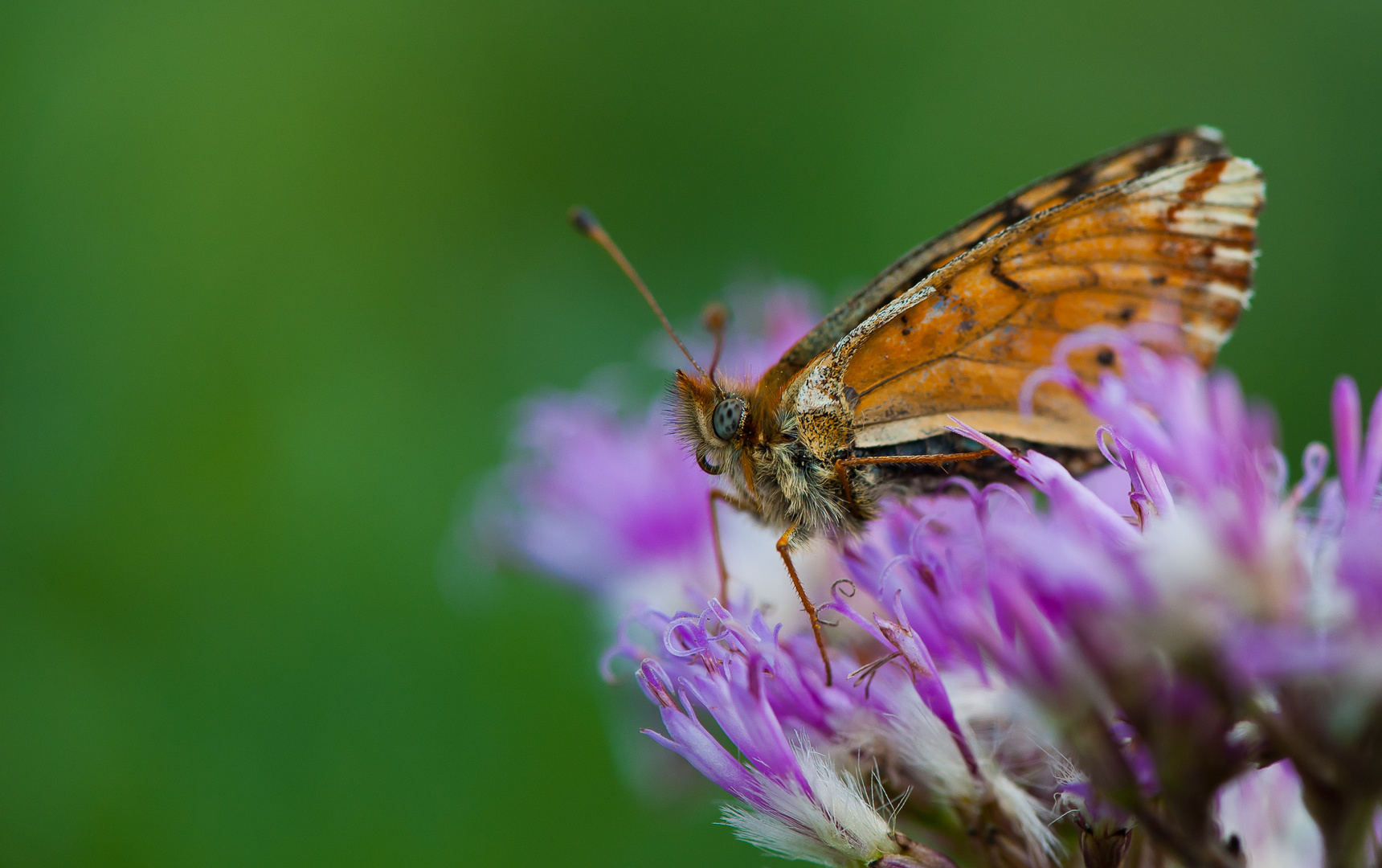 farfalla su fiore