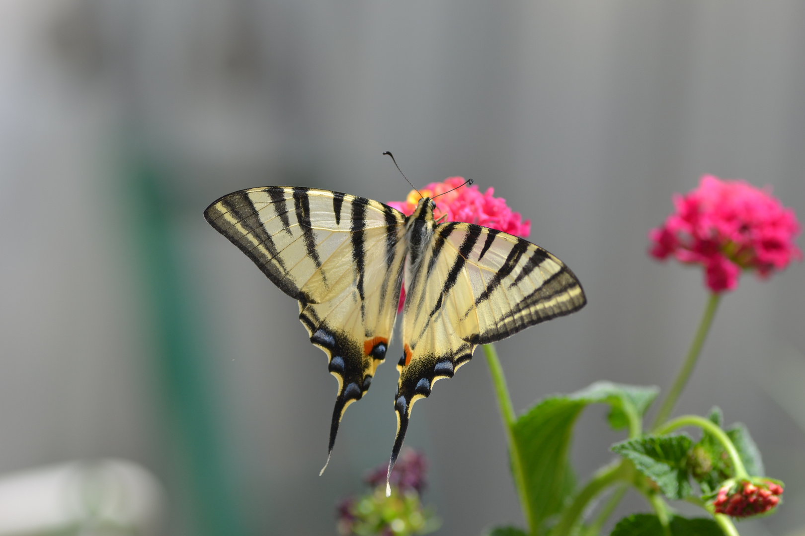 Farfalla su fiore