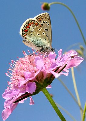 Farfalla su fiore lilla