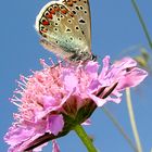 Farfalla su fiore lilla