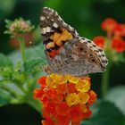 Farfalla su lantana