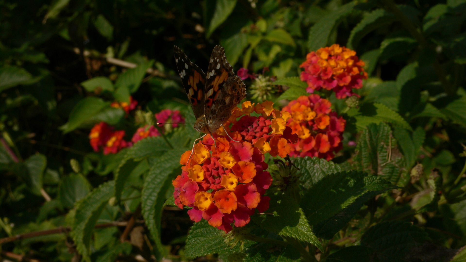 Farfalla su lantana