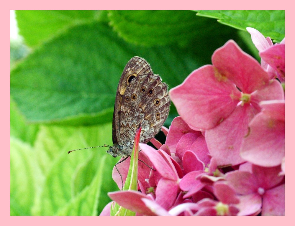 Farfalla su ortensia. Foto % Immagini| macro e close up, macro di ...