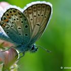 Farfalla sul fiore