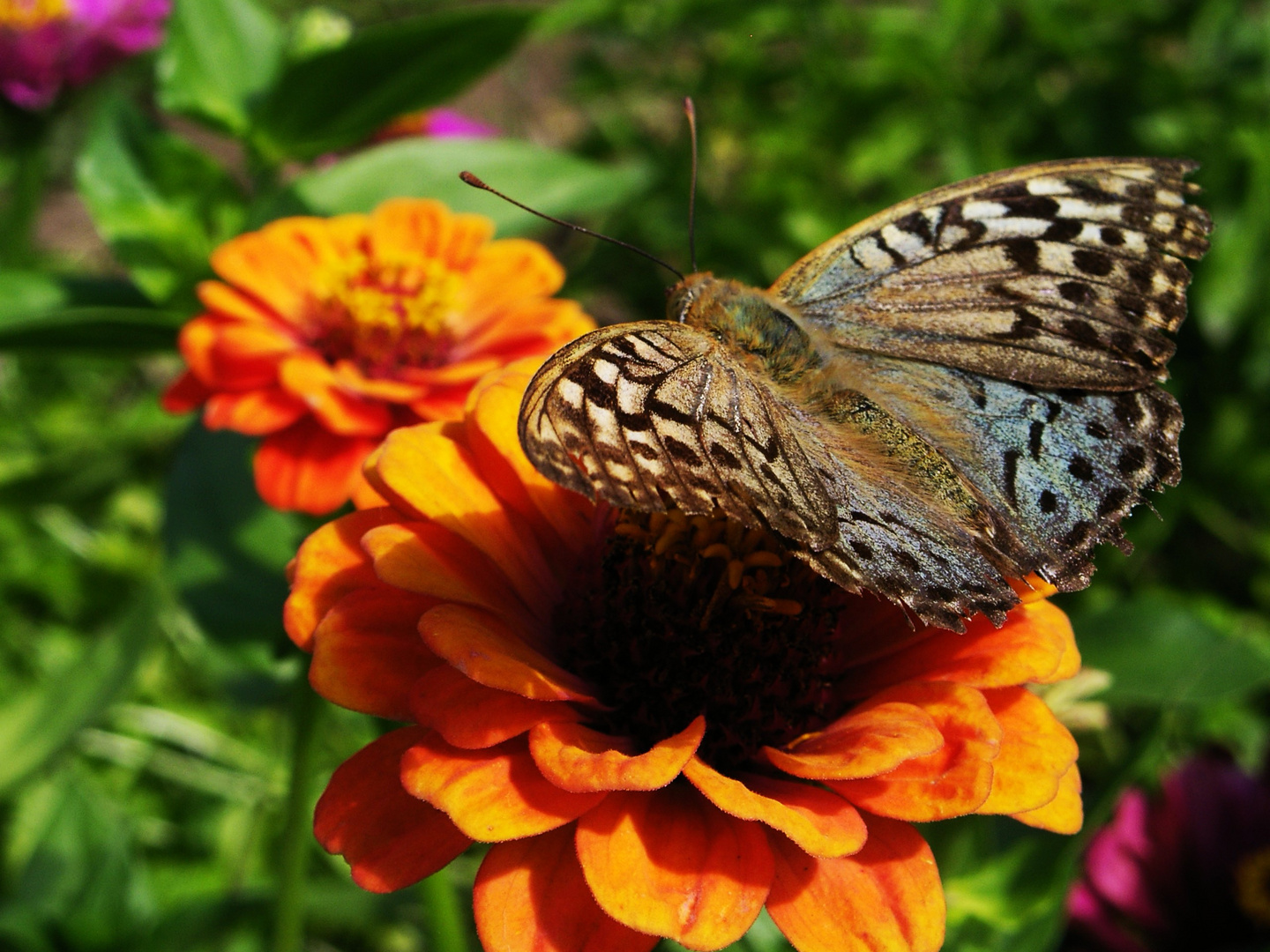 farfalla sul fiore