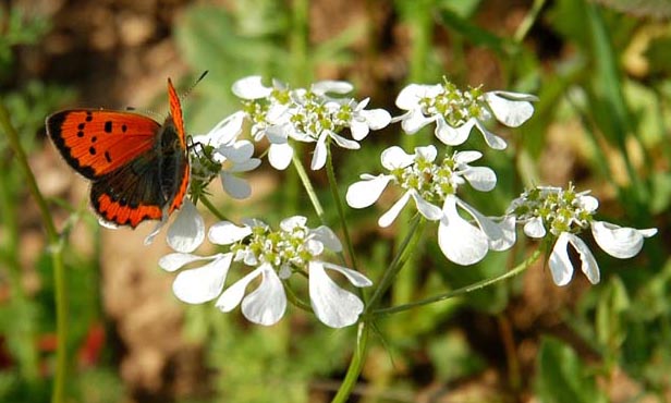 Farfalla sul fiore