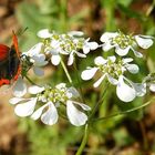 Farfalla sul fiore