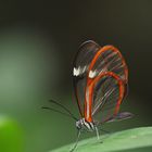 Farfalla trasparente