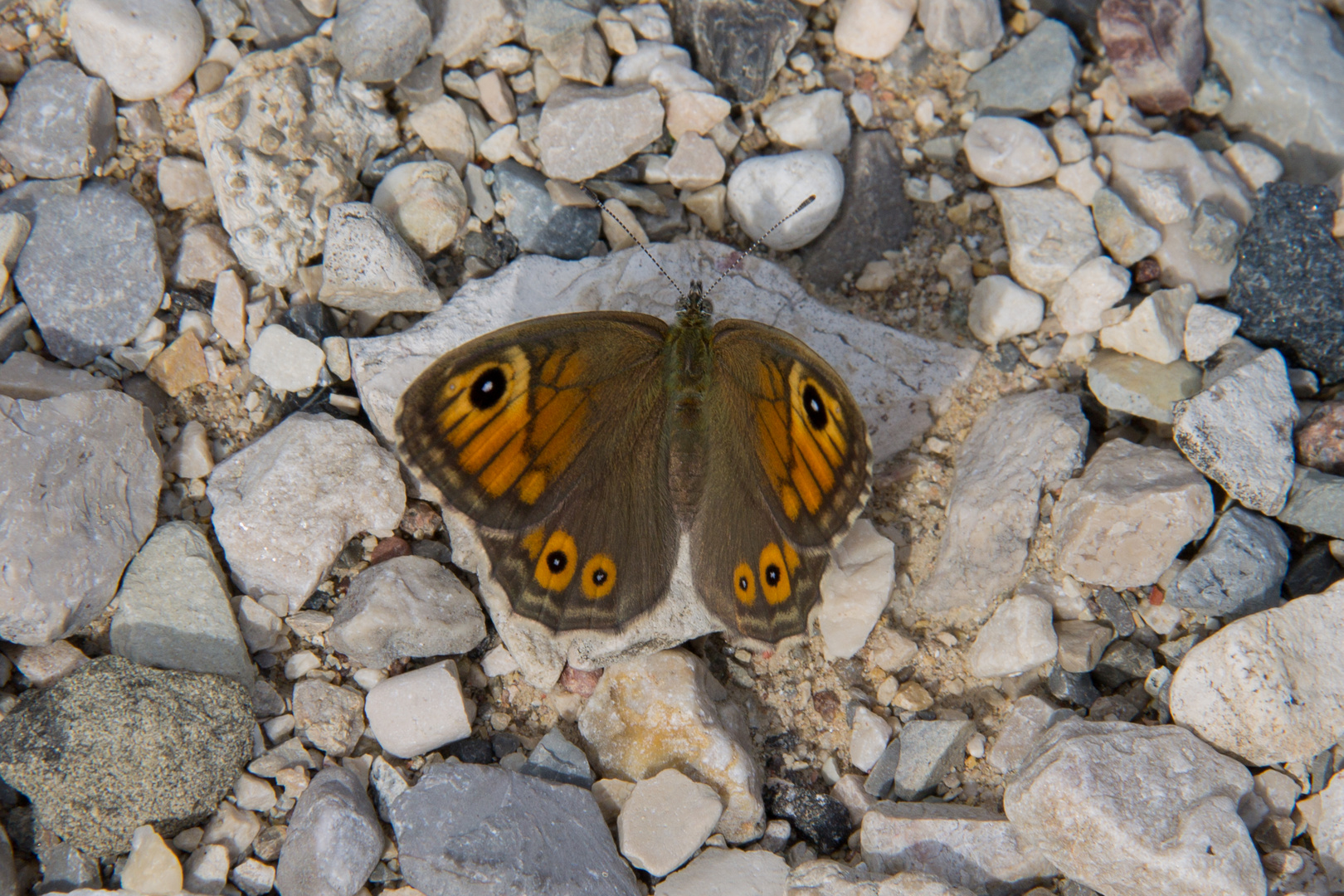Farfalla trentina #2 - Trentino's butterfly #2