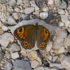 Farfalla trentina #2 - Trentino's butterfly #2