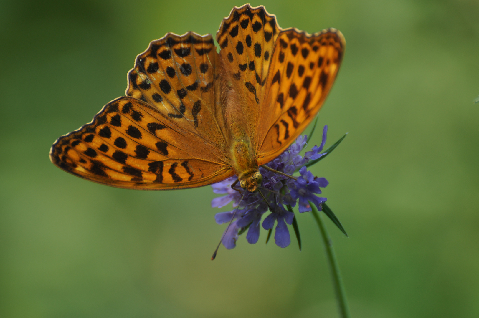 Farfalla vanitosa.