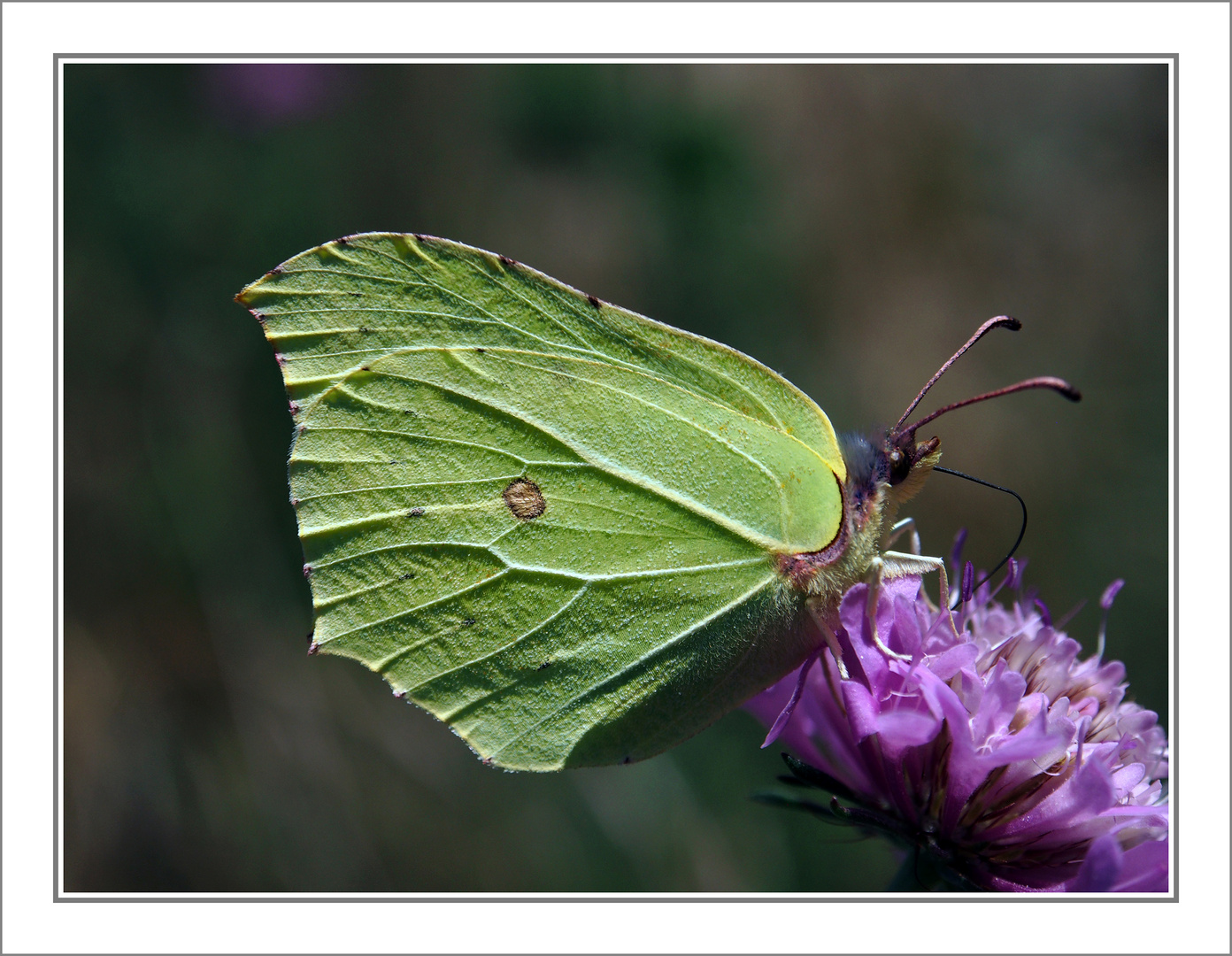 ..farfalla verde...