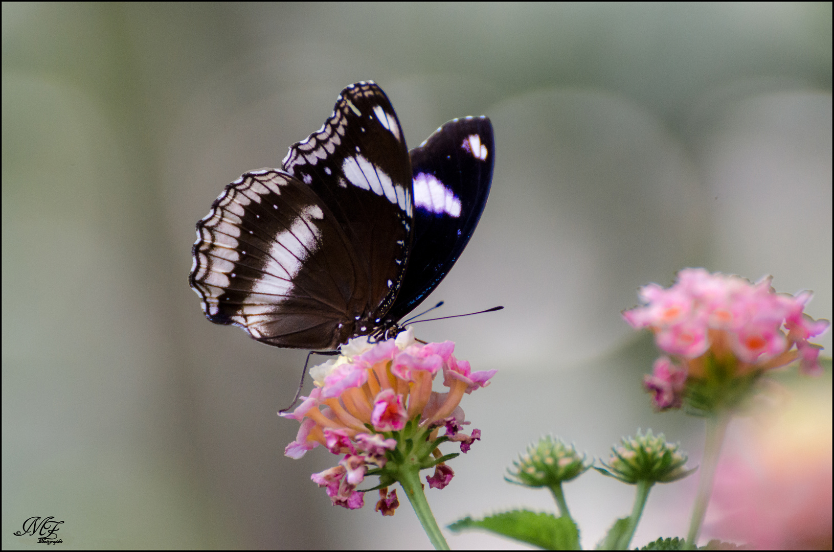 Farfalla (Zebrata)