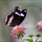 Farfalla (Zebrata)