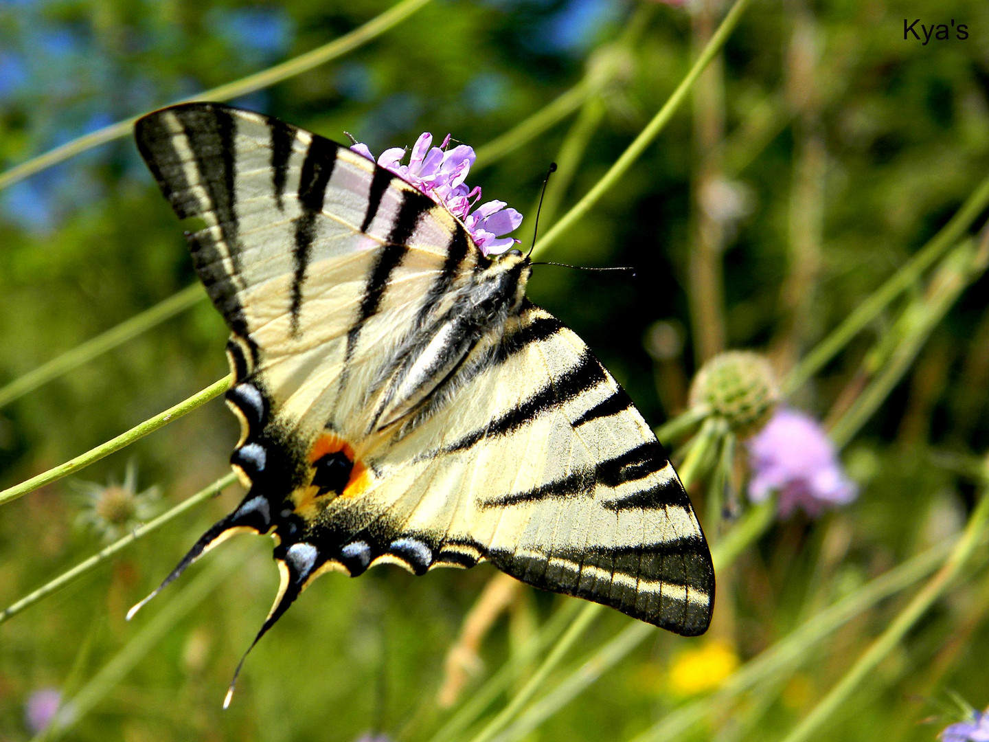 Farfalla zebrata