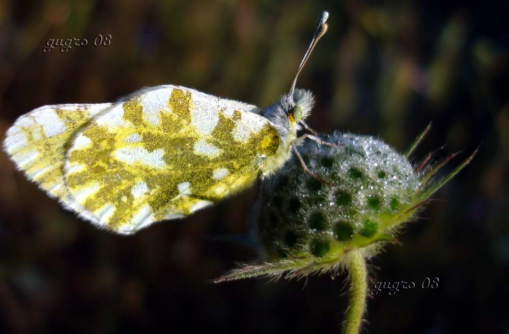 farfalla...congelata