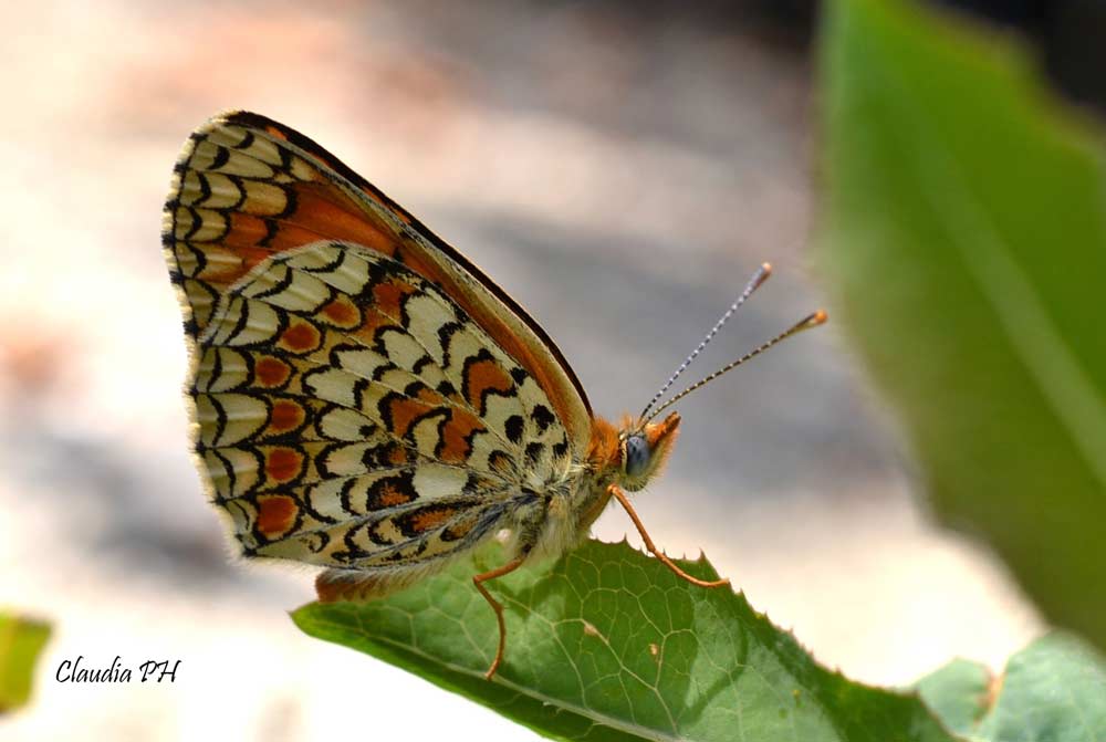 Farfalla....la natura Dipinge