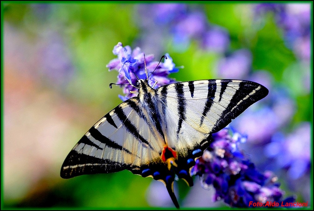 Farfalla_Papilionidae