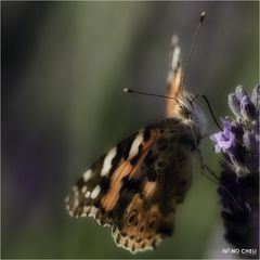 farfallavanda