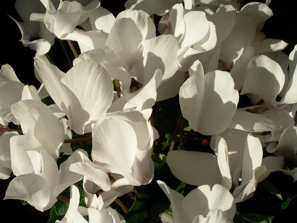 Farfalle ( cavolaie ) o ciclamino