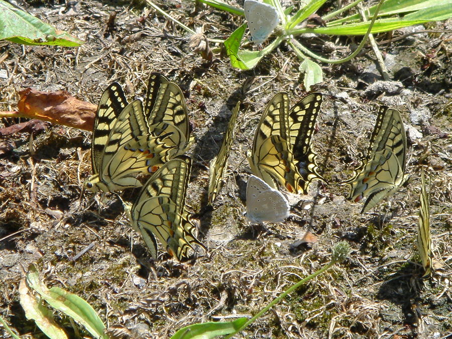 farfalle