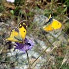 farfalle gialle