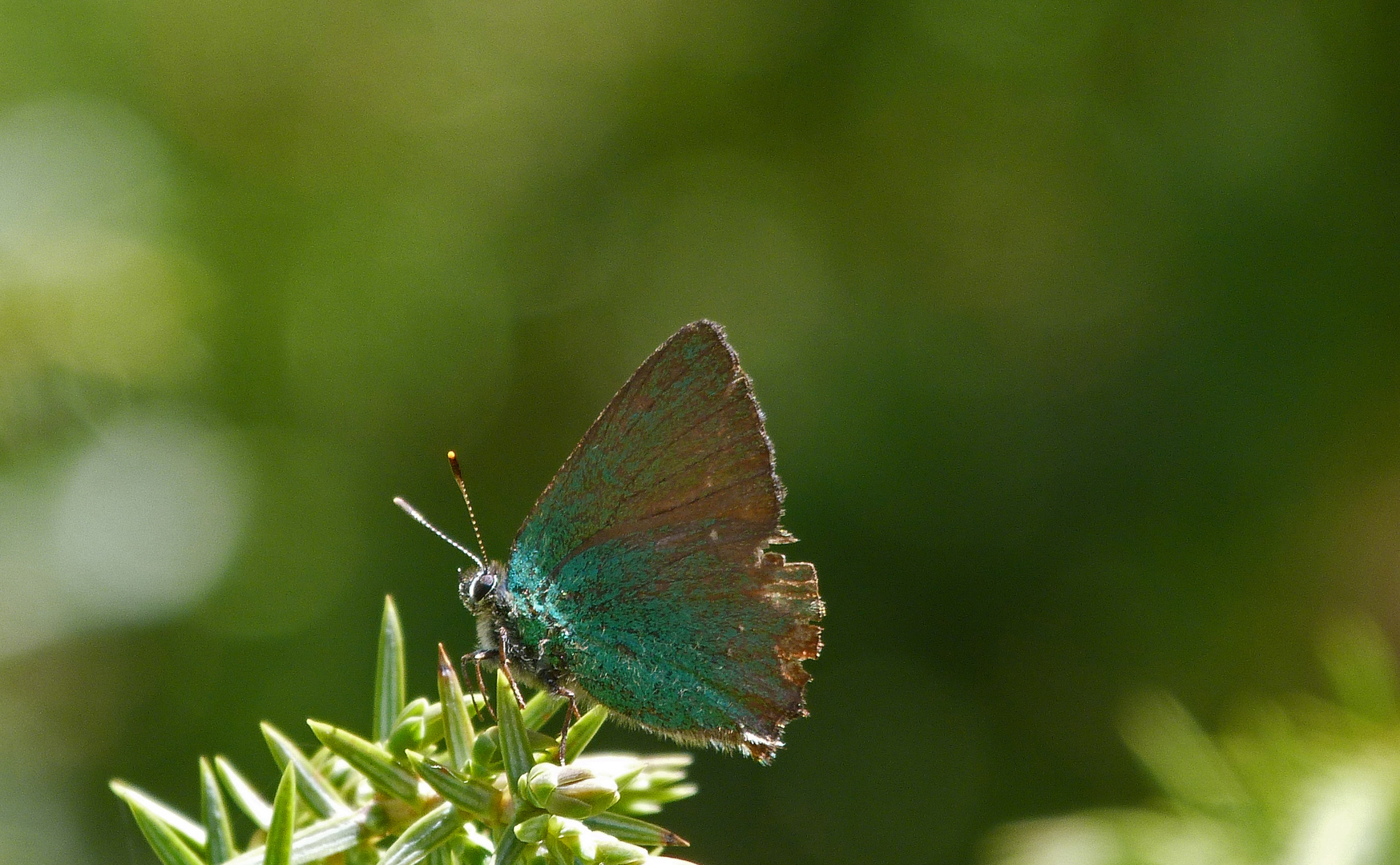 farfalle schmetterling(?)