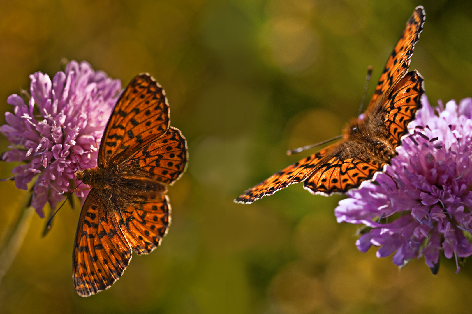 farfalle specie Melitaea