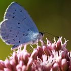 farfallina azzurra