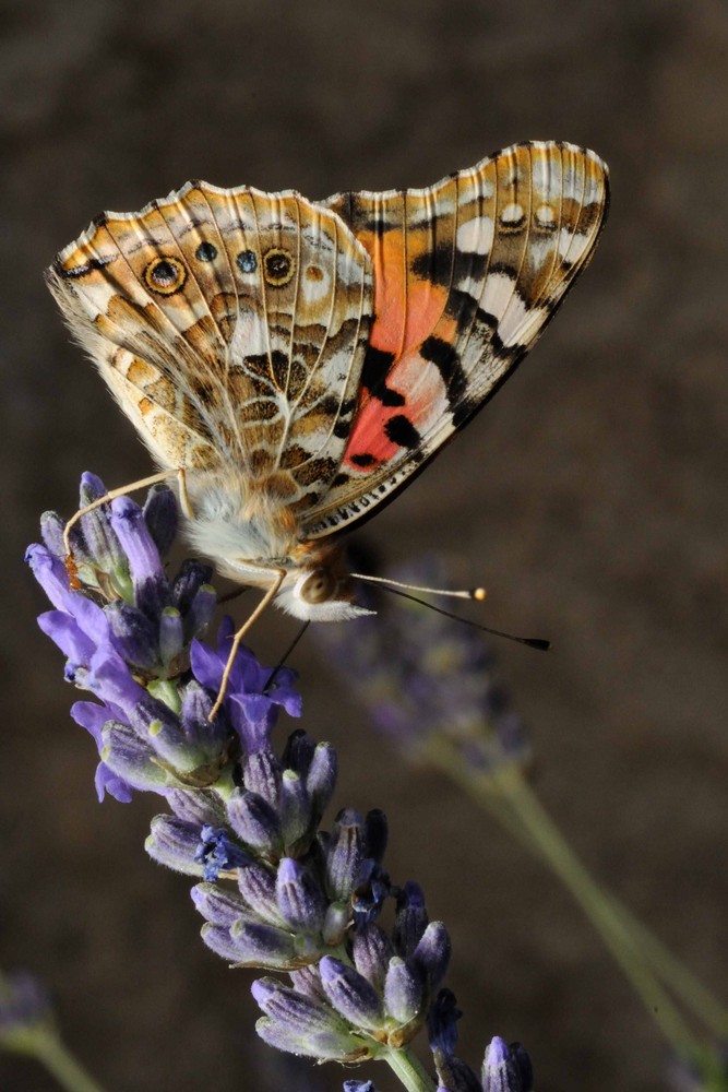 Farfallina foghesina.