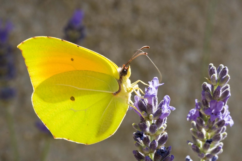 Farfallina nella lavanda.