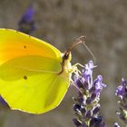 Farfallina nella lavanda.