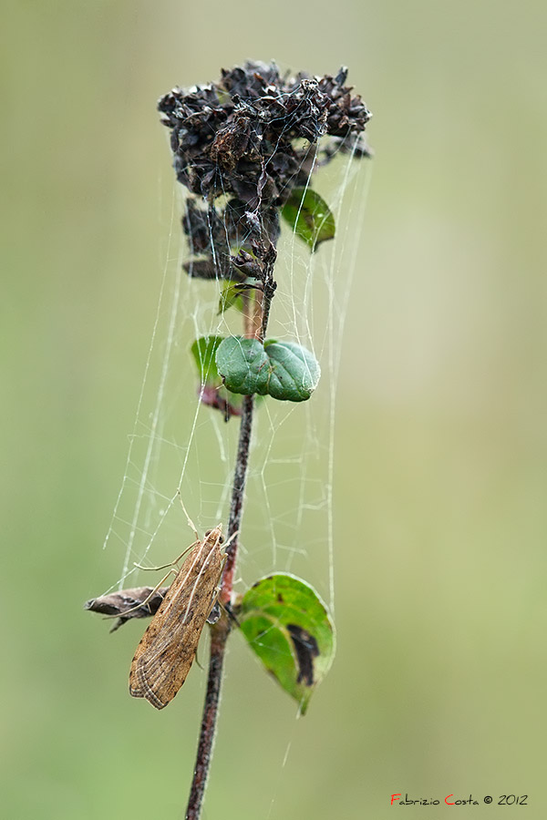 Farfallina notturna su origano selvatico con ragnatele