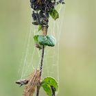 Farfallina notturna su origano selvatico con ragnatele