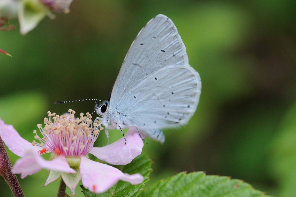 Farfallina turchina.