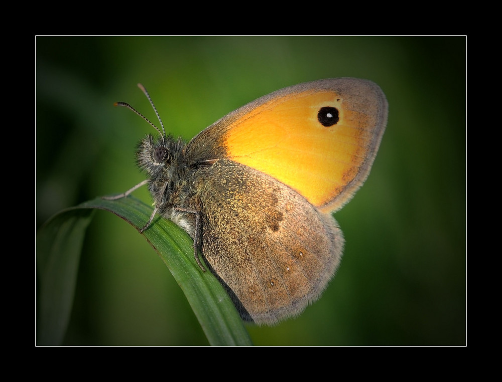 FARFALLINA.....CURIOSA.