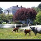 Farm bei Ferndale California