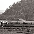 farm labour