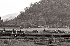 farm labour