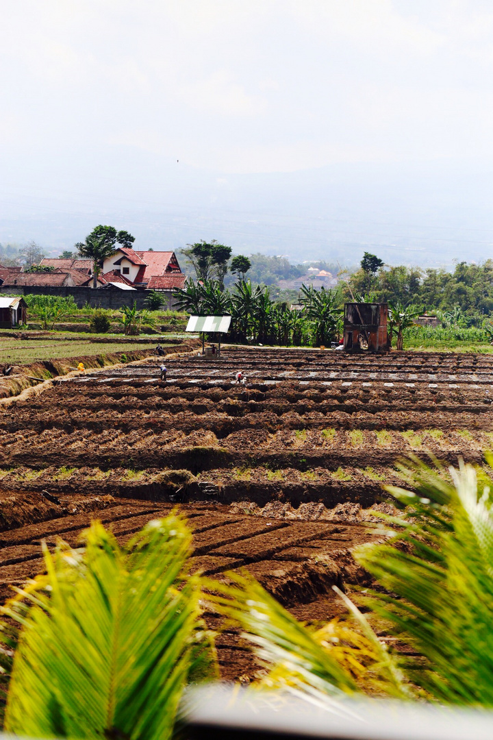 Farmer