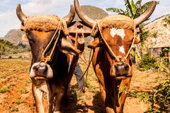 Farmer bei der Arbeit in Viñales 