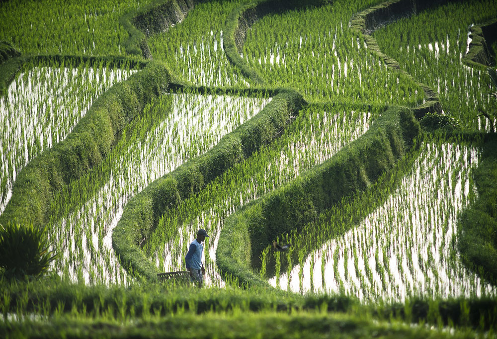 Farmer caring about his rice fields