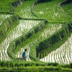 Farmer caring about his rice fields