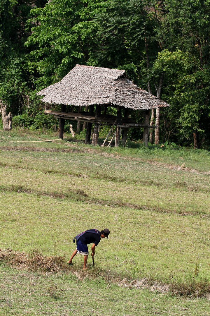 Farmer cleaning paddy field